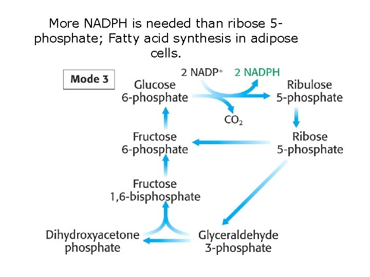 More NADPH is needed than ribose 5 phosphate; Fatty acid synthesis in adipose cells.