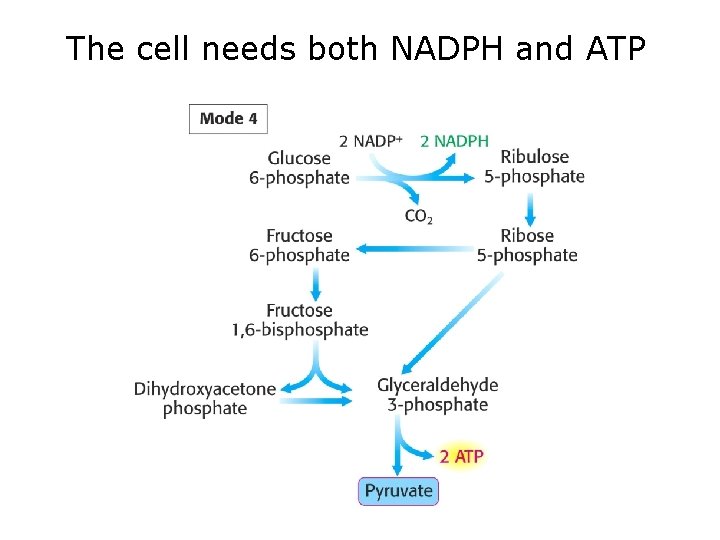 The cell needs both NADPH and ATP 