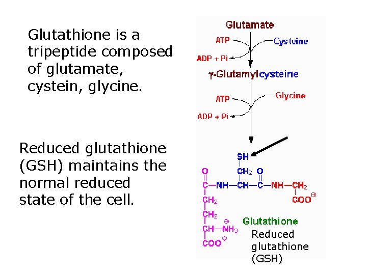 Glutathione is a tripeptide composed of glutamate, cystein, glycine. Reduced glutathione (GSH) maintains the