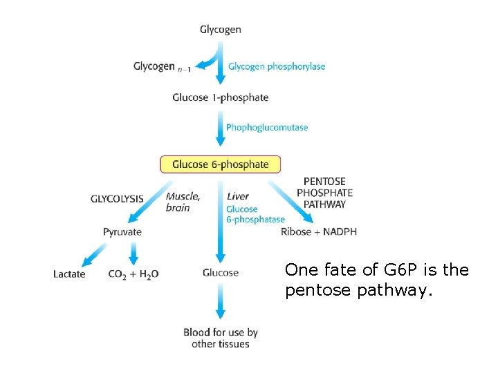 One fate of G 6 P is the pentose pathway. 