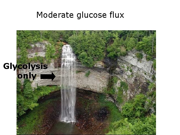 Moderate glucose flux Glycolysis only 