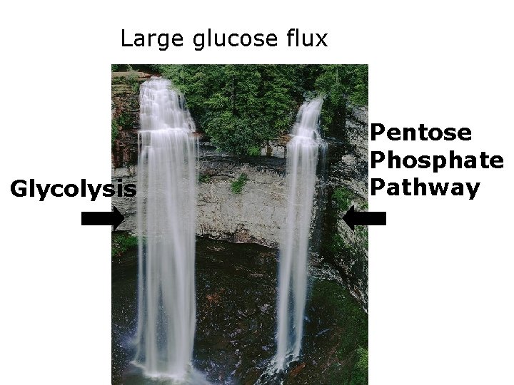 Large glucose flux Glycolysis Pentose Phosphate Pathway 
