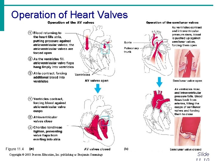 Operation of Heart Valves Figure 11. 4 Copyright © 2003 Pearson Education, Inc. publishing