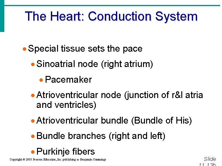The Heart: Conduction System · Special tissue sets the pace · Sinoatrial node (right