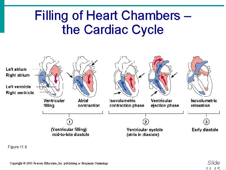 Filling of Heart Chambers – the Cardiac Cycle Figure 11. 6 Copyright © 2003