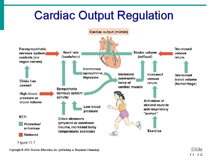 Cardiac Output Regulation Figure 11. 7 Copyright © 2003 Pearson Education, Inc. publishing as