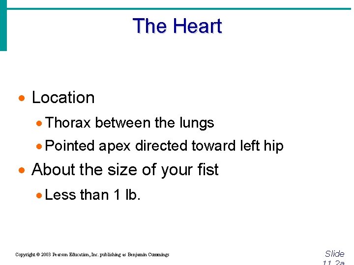 The Heart · Location · Thorax between the lungs · Pointed apex directed toward