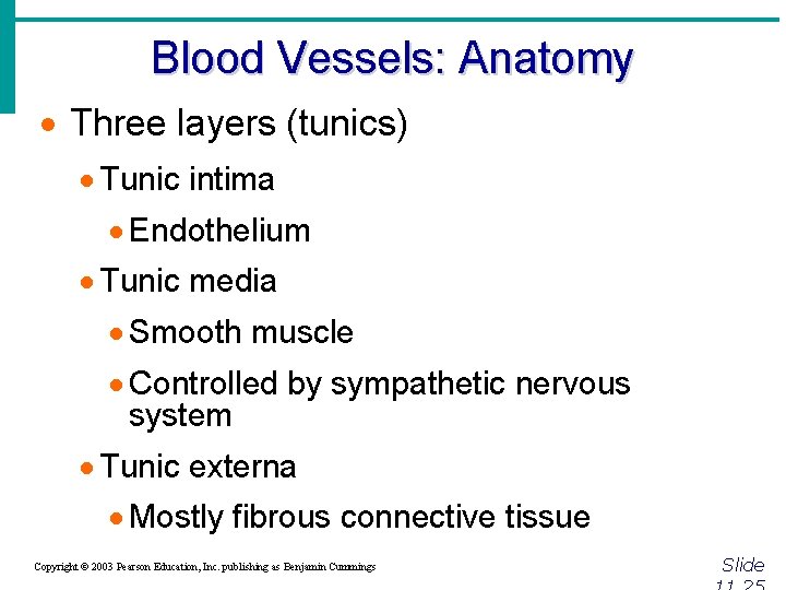 Blood Vessels: Anatomy · Three layers (tunics) · Tunic intima · Endothelium · Tunic