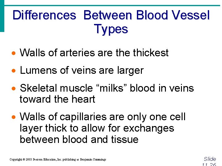 Differences Between Blood Vessel Types · Walls of arteries are thickest · Lumens of