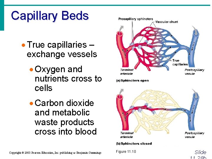 Capillary Beds · True capillaries – exchange vessels · Oxygen and nutrients cross to