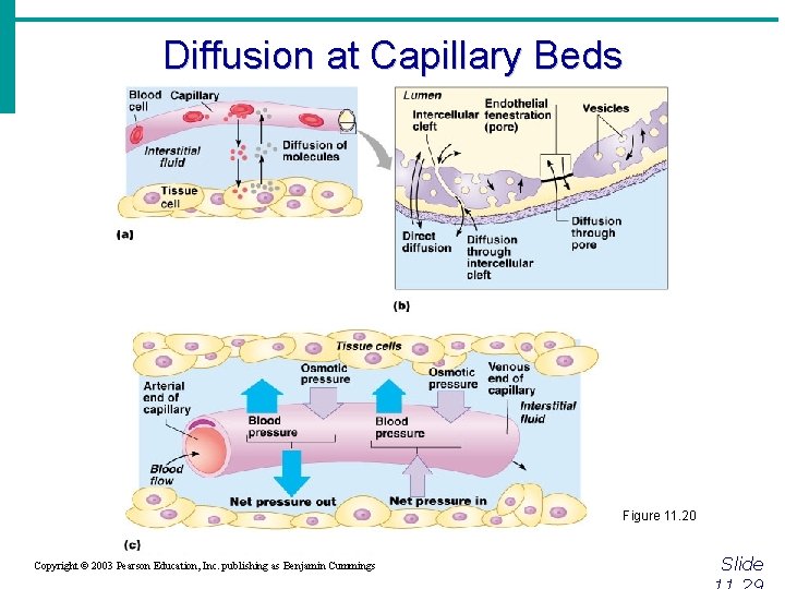 Diffusion at Capillary Beds Figure 11. 20 Copyright © 2003 Pearson Education, Inc. publishing