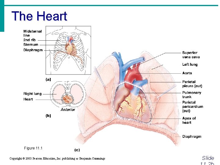 The Heart Figure 11. 1 Copyright © 2003 Pearson Education, Inc. publishing as Benjamin