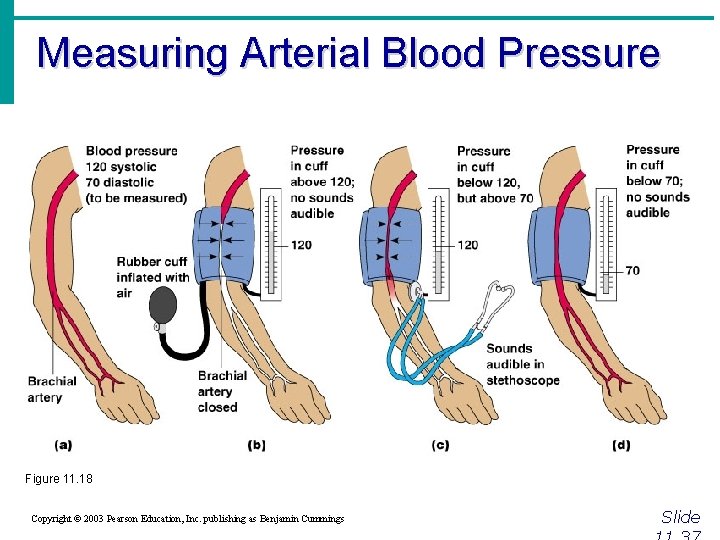 Measuring Arterial Blood Pressure Figure 11. 18 Copyright © 2003 Pearson Education, Inc. publishing