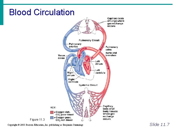 Blood Circulation Figure 11. 3 Copyright © 2003 Pearson Education, Inc. publishing as Benjamin