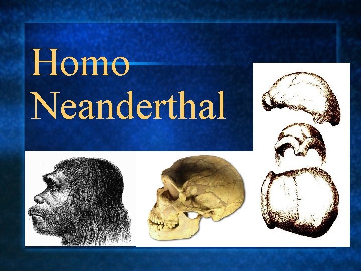 Homo Neanderthal 