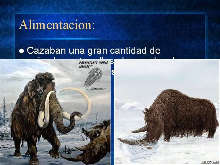 Alimentacion: l Cazaban una gran cantidad de animales entre ellos el mamut y el