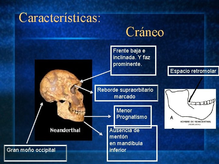 Características: Cráneo Frente baja e inclinada. Y faz prominente. Espacio retromolar Reborde supraorbitario marcado Características: Cráneo Frente baja e inclinada. Y faz prominente. Espacio retromolar Reborde supraorbitario marcado