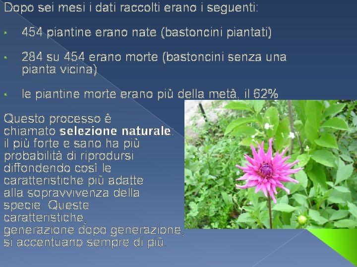 Dopo sei mesi i dati raccolti erano i seguenti: • 454 piantine erano nate