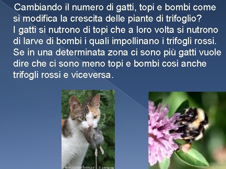  Cambiando il numero di gatti, topi e bombi come si modifica la crescita