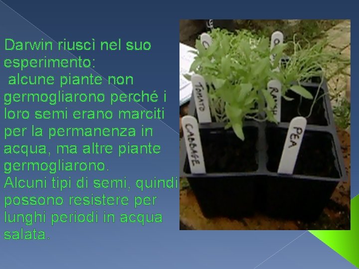 Darwin riuscì nel suo esperimento: alcune piante non germogliarono perché i loro semi erano
