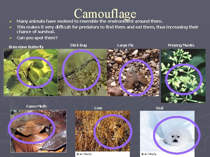 ► ► ► Camouflage Many animals have evolved to resemble the environment around them.