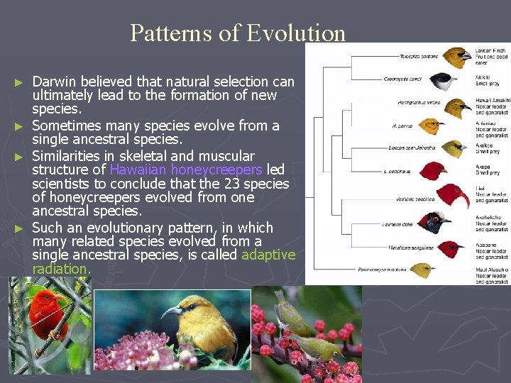 Patterns of Evolution ► ► Darwin believed that natural selection can ultimately lead to