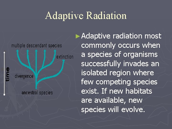 Adaptive Radiation ► Adaptive radiation most commonly occurs when a species of organisms successfully