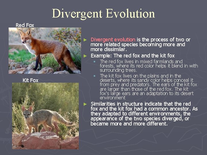 Divergent Evolution Red Fox Divergent evolution is the process of two or more related