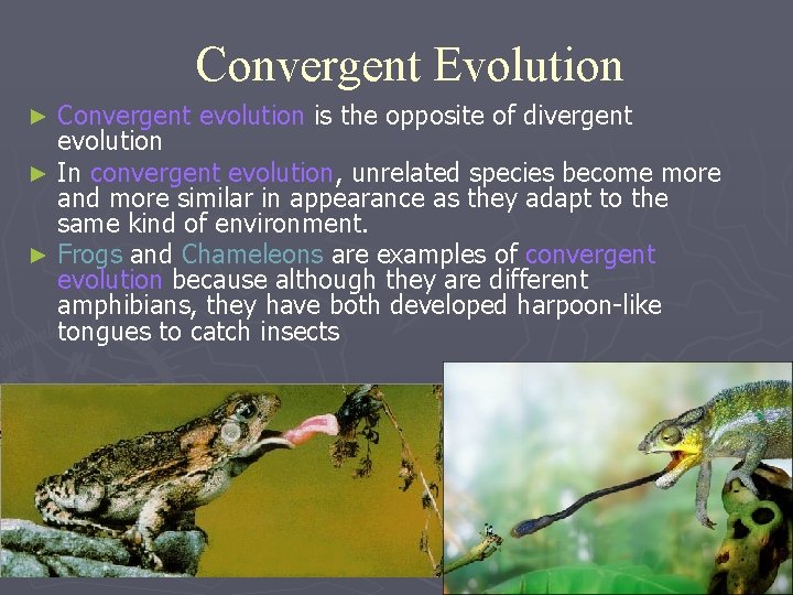 Convergent Evolution Convergent evolution is the opposite of divergent evolution ► In convergent evolution,