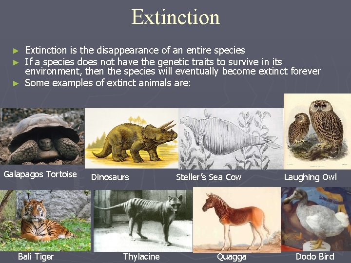 Extinction is the disappearance of an entire species If a species does not have