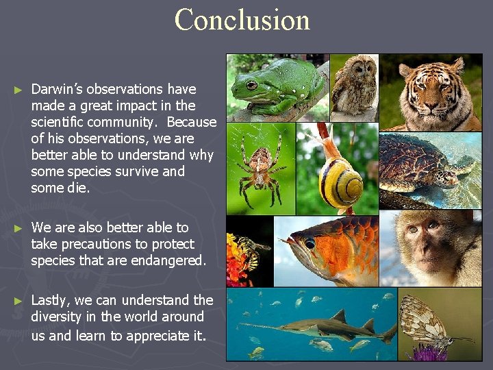 Conclusion ► Darwin’s observations have made a great impact in the scientific community. Because