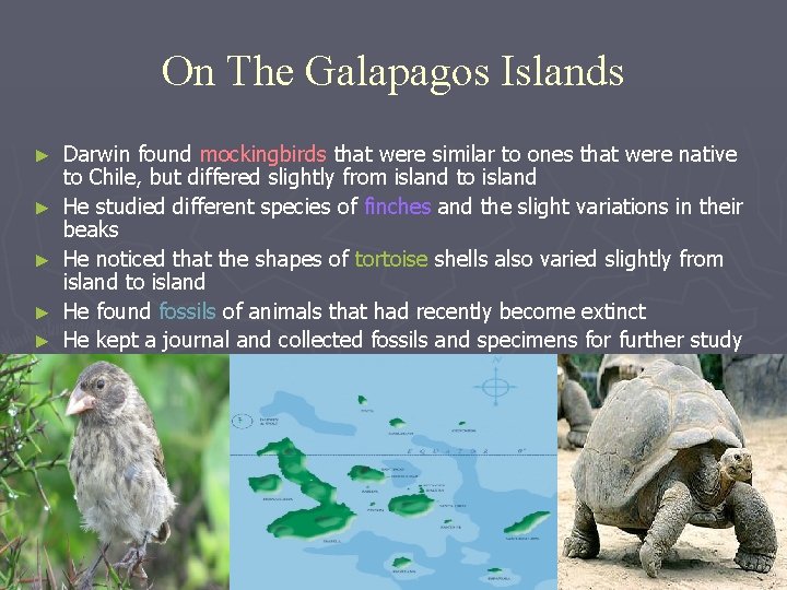 On The Galapagos Islands ► ► ► Darwin found mockingbirds that were similar to