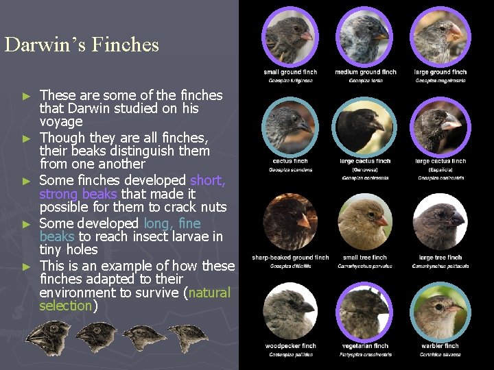 Darwin’s Finches ► ► ► These are some of the finches that Darwin studied