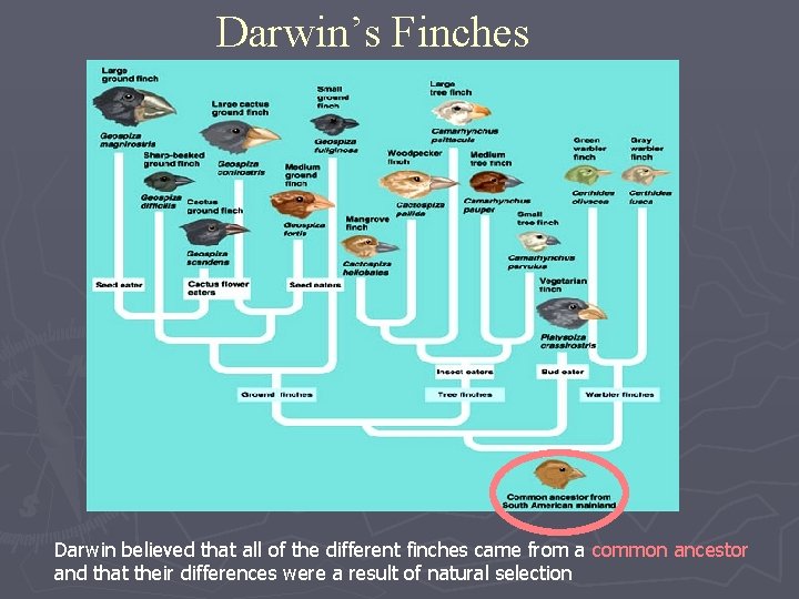 Darwin’s Finches Darwin believed that all of the different finches came from a common