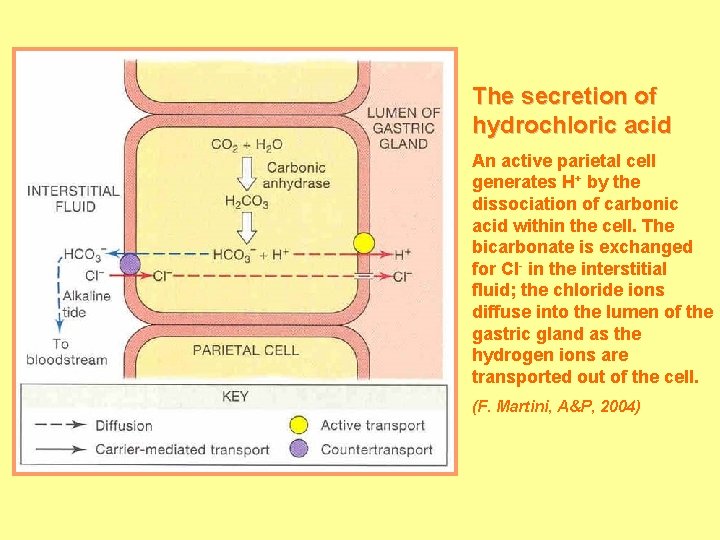 The secretion of hydrochloric acid An active parietal cell generates H+ by the dissociation