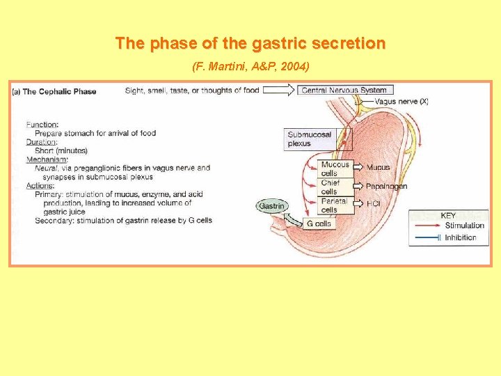 The phase of the gastric secretion (F. Martini, A&P, 2004) 