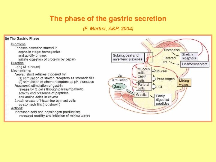 The phase of the gastric secretion (F. Martini, A&P, 2004) 