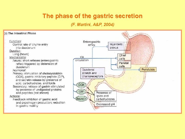 The phase of the gastric secretion (F. Martini, A&P, 2004) 