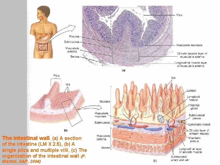 The intestinal wall. (a) A section of the intestine (LM X 2. 5), (b)