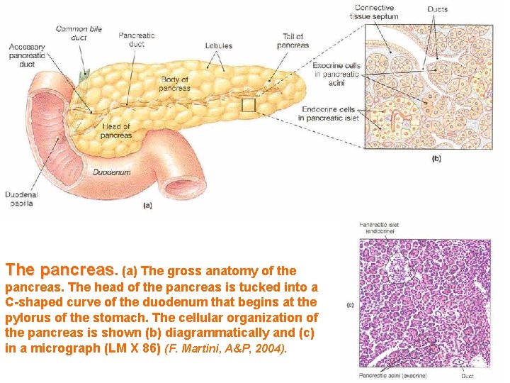 The pancreas. (a) The gross anatomy of the pancreas. The head of the pancreas