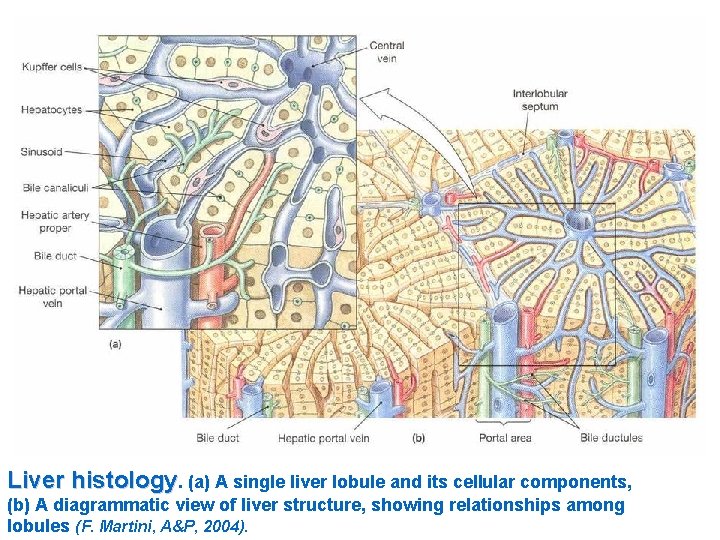 Liver histology. (a) A single liver lobule and its cellular components, (b) A diagrammatic