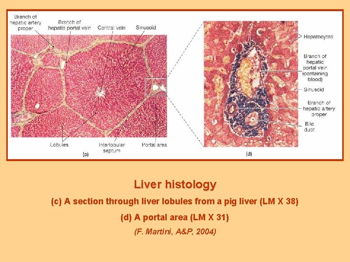 Liver histology (c) A section through liver lobules from a pig liver (LM X