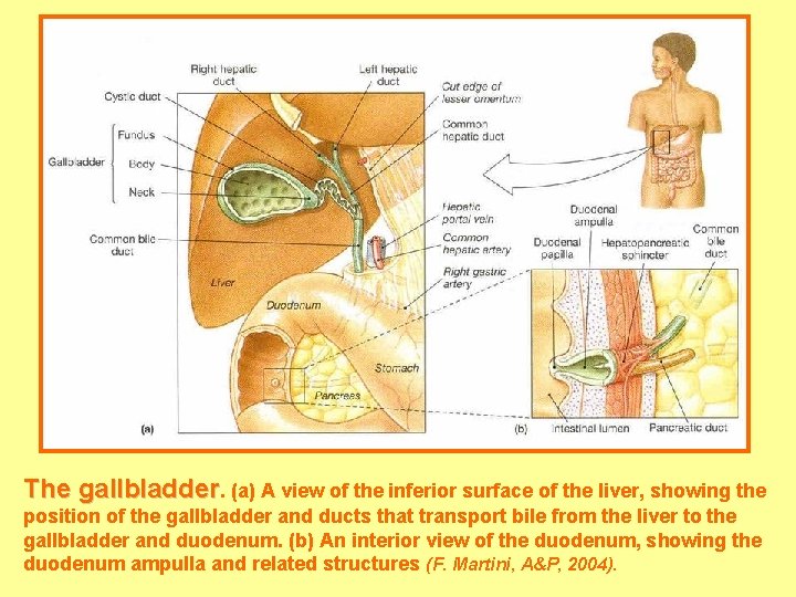 The gallbladder. (a) A view of the inferior surface of the liver, showing the