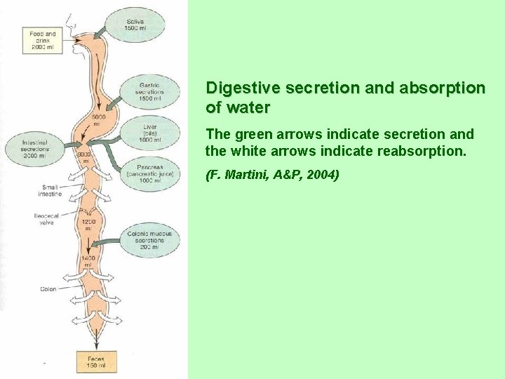 Digestive secretion and absorption of water The green arrows indicate secretion and the white