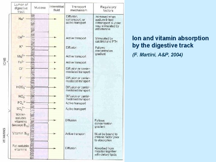 Ion and vitamin absorption by the digestive track (F. Martini, A&P, 2004) 