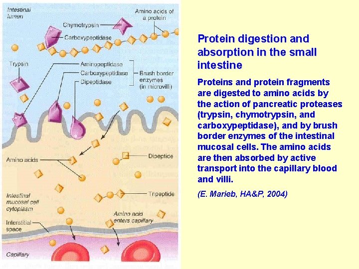 Protein digestion and absorption in the small intestine Proteins and protein fragments are digested