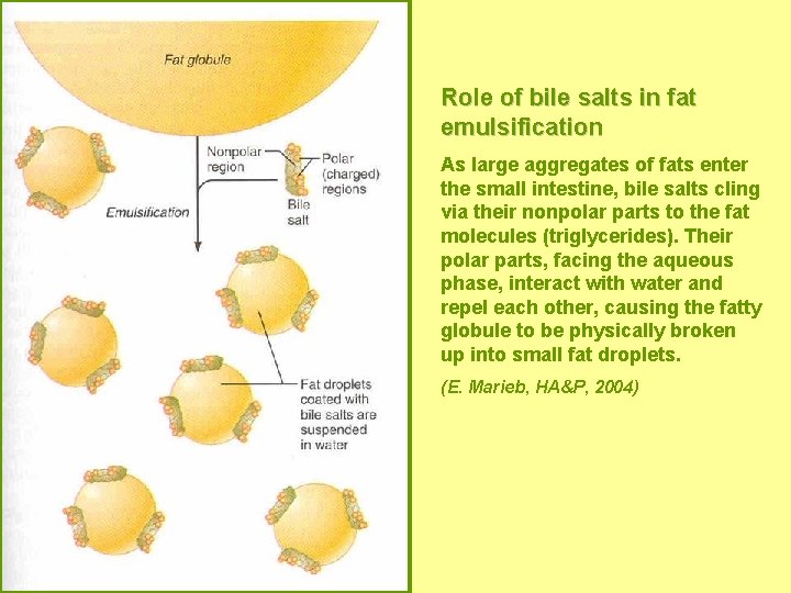 Role of bile salts in fat emulsification As large aggregates of fats enter the