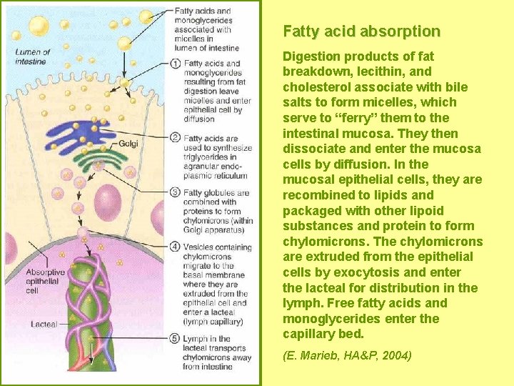 Fatty acid absorption Digestion products of fat breakdown, lecithin, and cholesterol associate with bile