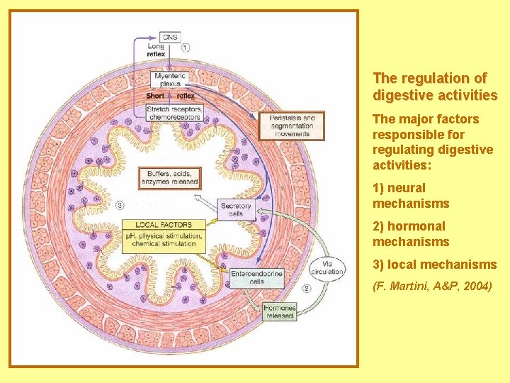 The regulation of digestive activities The major factors responsible for regulating digestive activities: 1) The regulation of digestive activities The major factors responsible for regulating digestive activities: 1)