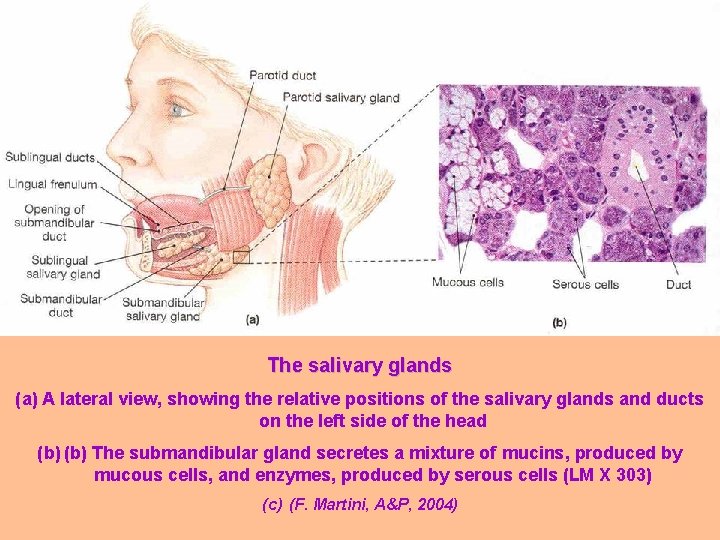 The salivary glands (a) A lateral view, showing the relative positions of the salivary